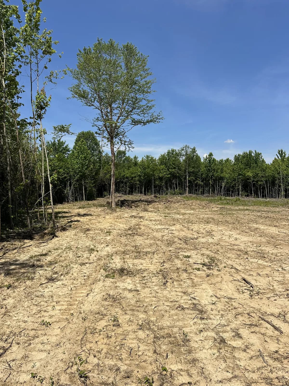A cleared cabin site along the treeline